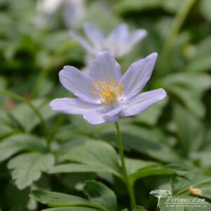 Anemone nemorosa Robinsoniana