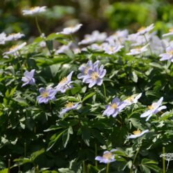 Anemone nemorosa Robinsoniana