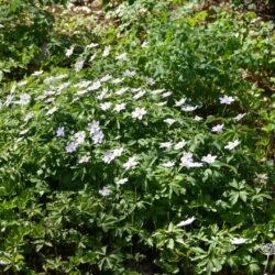 Anemone nemorosa Robinsoniana