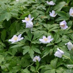 Anemone nemorosa Robinsoniana