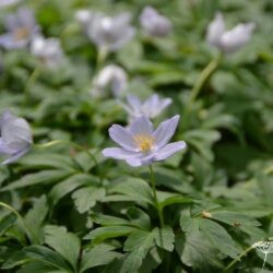 Anemone nemorosa Robinsoniana