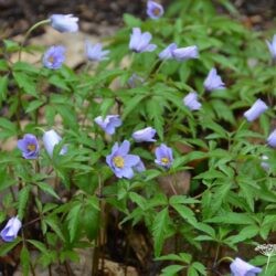 Anemone nemorosa Royal Blue