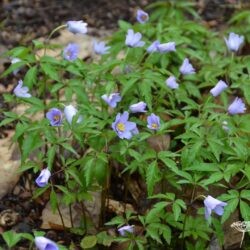 Anemone nemorosa Royal Blue