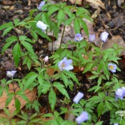 Anemone nemorosa Royal Blue