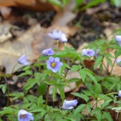 Anemone nemorosa Royal Blue