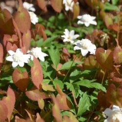 Anemone nemorosa Vestal