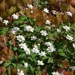 Anemone nemorosa Vestal