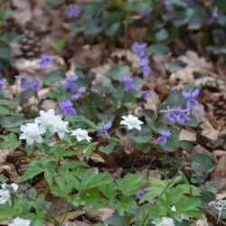 Anemone nemorosa Vestal