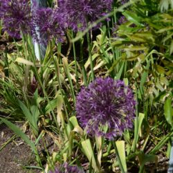 Allium Purple Rain