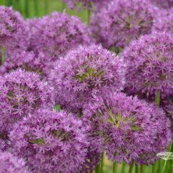 Allium Purple Sensation