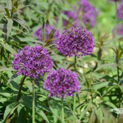 Allium Purple Sensation