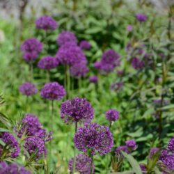 Allium Purple Sensation