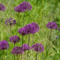 Allium Purple Sensation