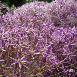 Allium christophii