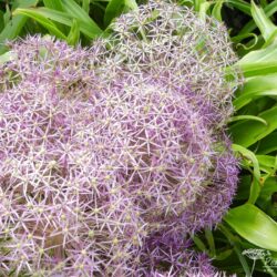 Allium christophii