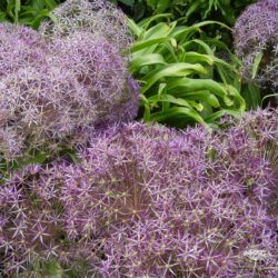 Allium christophii