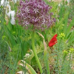 Allium christophii