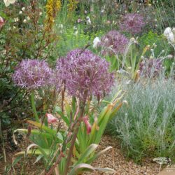 Allium christophii