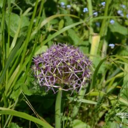 Allium christopii