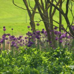 Allium hollandicum Purple Sensation