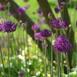 Allium hollandicum Purple Sensation