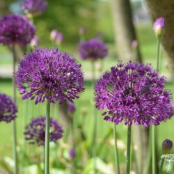 Allium hollandicum Purple Sensation