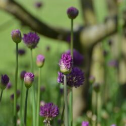 Allium hollandicum Purple Sensation