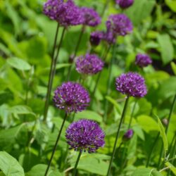 Allium hollandicum Purple Sensation