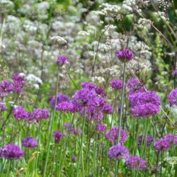 Allium hollandicum Purple Sensation