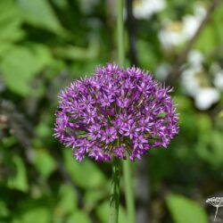 Allium hollandicum Purple Sensation