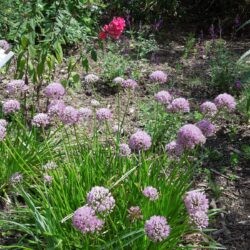 Allium lusitanicum