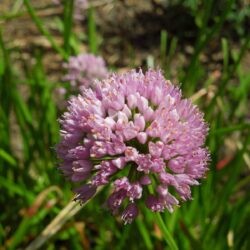 Allium lusitanicum