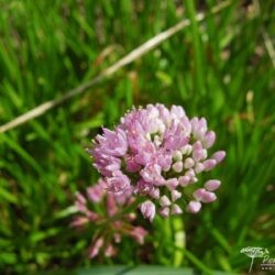 Allium lusitanicum