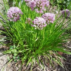 Allium lusitanicum