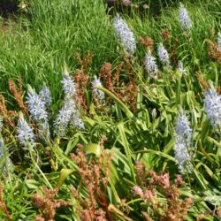 Camassia cusickii