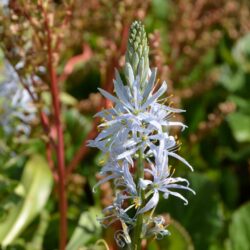 Camassia cusickii