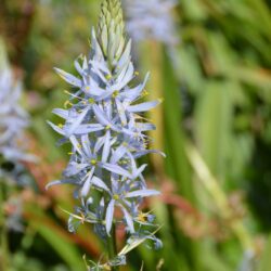 Camassia cusickii