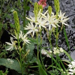 Camassia leichtlinii Alba