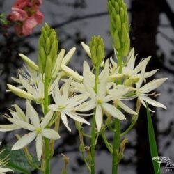 Camassia leichtlinii Alba