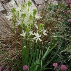 Camassia leichtlinii Alba