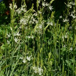 Camassia leichtlinii subsp. leichtlinii