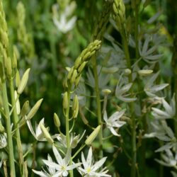 Camassia leichtlinii subsp. leichtlinii