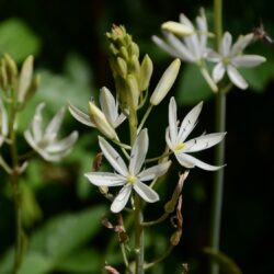 Camassia leichtlinii subsp. leichtlinii