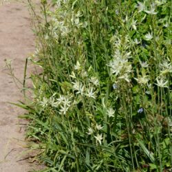 Camassia leichtlinii subsp. leichtlinii