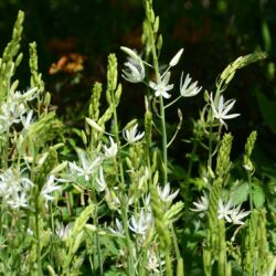 Camassia leichtlinii subsp. leichtlinii