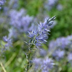 Camassia leichtlinii subsp. suksdorfii