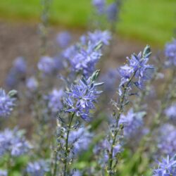 Camassia leichtlinii subsp. suksdorfii