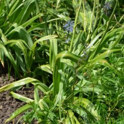 Camassia leichtlinii subsp. suksdorfii