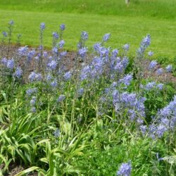 Camassia leichtlinii subsp. suksdorfii