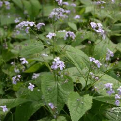 Lunaria rediviva